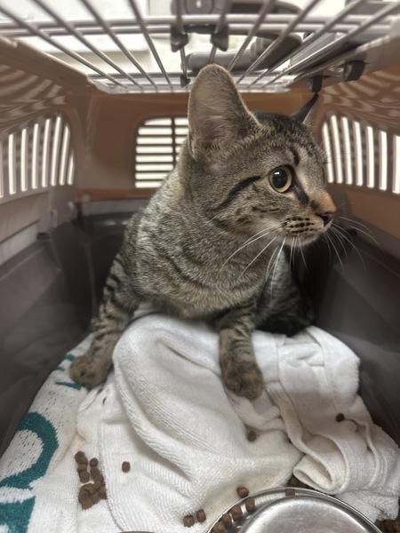 Maxine (680), Adoptable, Young Female Domestic Short Hair.