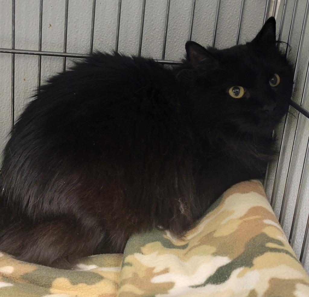 Salem, Adoptable, Adult Male Domestic Long Hair.