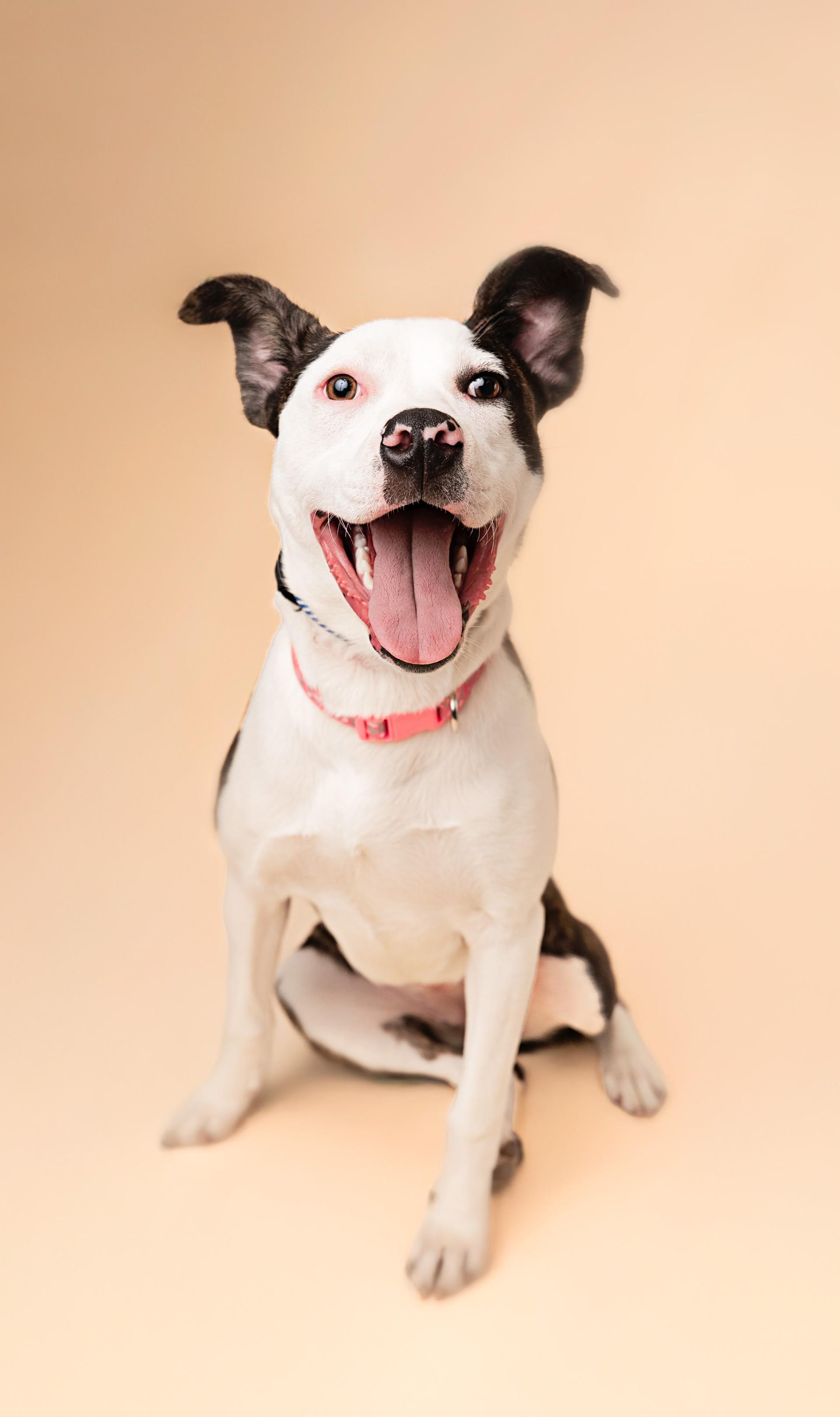 Enlarge Carrie, a ADOPTABLE mixed breed in Lima, OH image 1/1