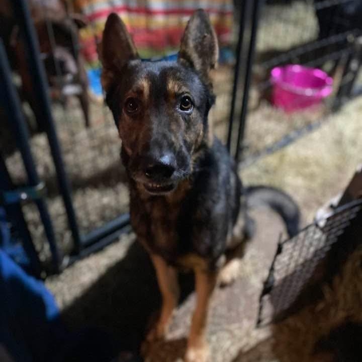 Enlarge Taz PC, an adopted German Shepherd Dog in Brattleboro, VT image 2/5