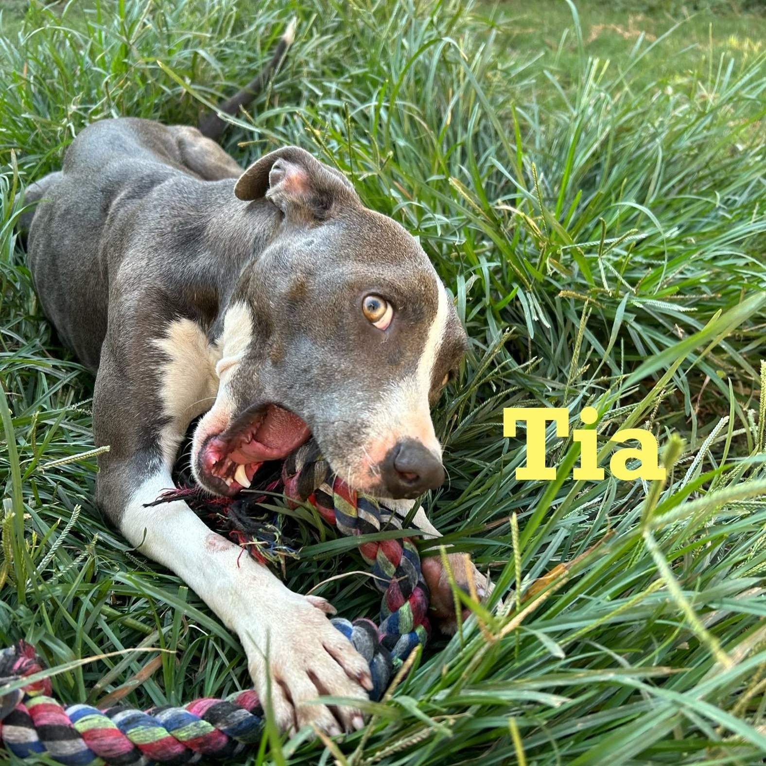 Tia 5