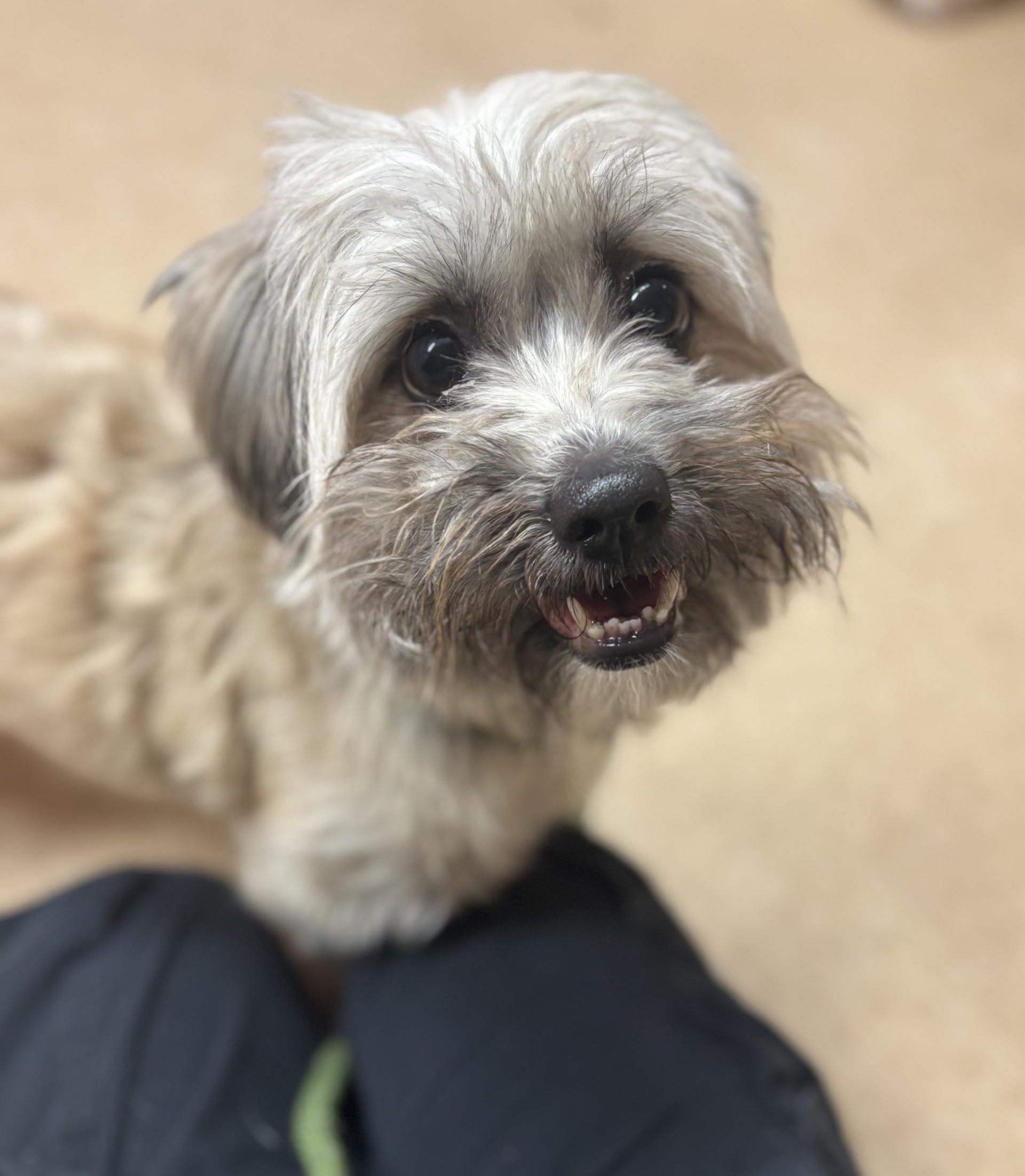 #224 Bella, Adoptable, Adult Female Shih Tzu.