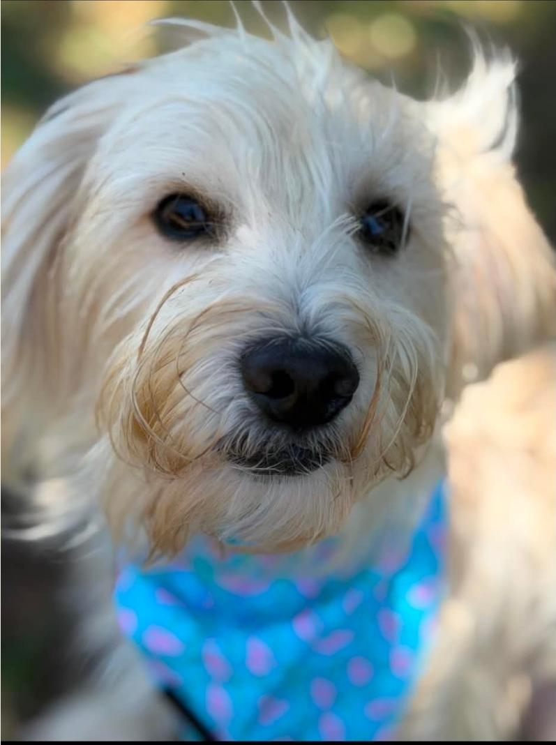 Enlarge Bailey, an adopted mixed breed in Sterling Heights, MI image 3/6