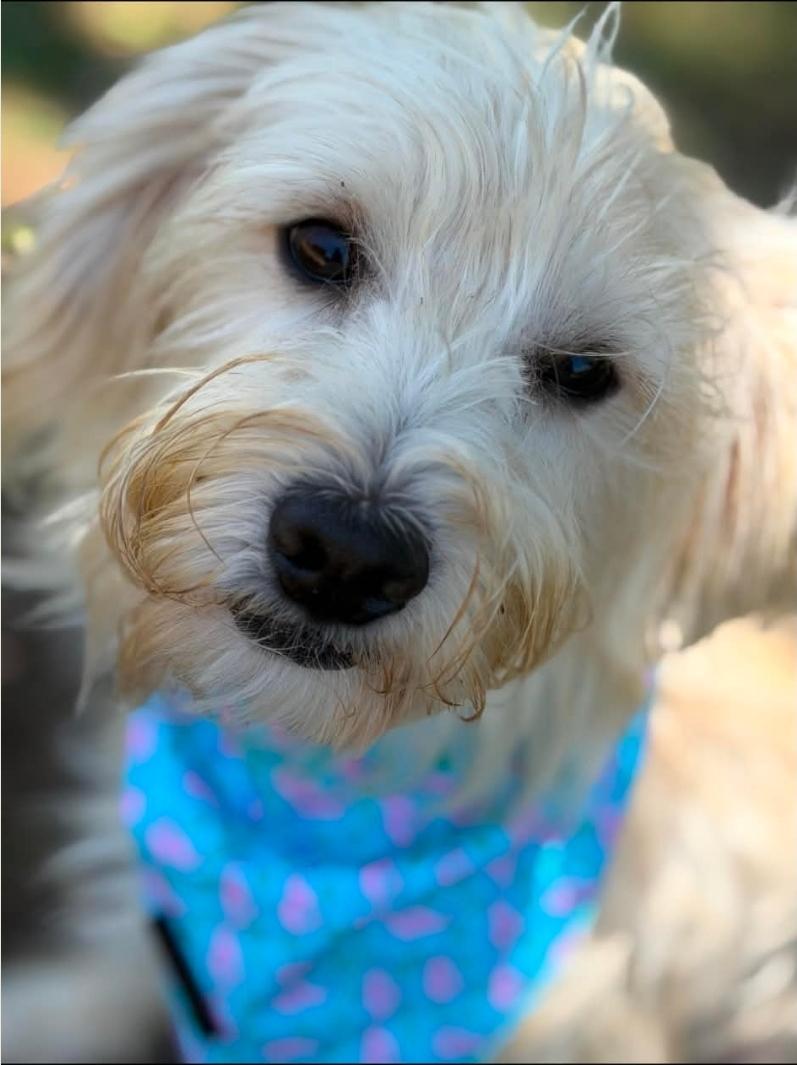 Enlarge Bailey, an adopted mixed breed in Sterling Heights, MI image 4/6