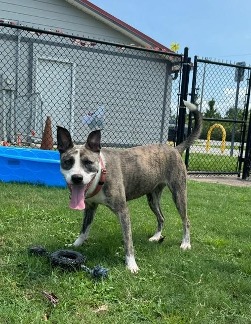 Enlarge BAYOU, a Adoptable mixed breed in Lynn Haven, FL image 2/4
