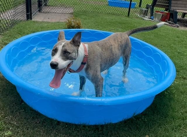 Enlarge BAYOU, a Adoptable mixed breed in Lynn Haven, FL image 4/4