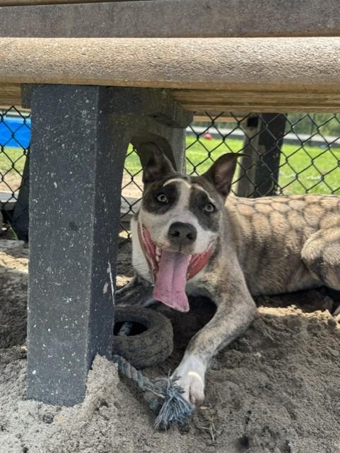 BAYOU, Adoptable, Adult Female Pit Bull Terrier.