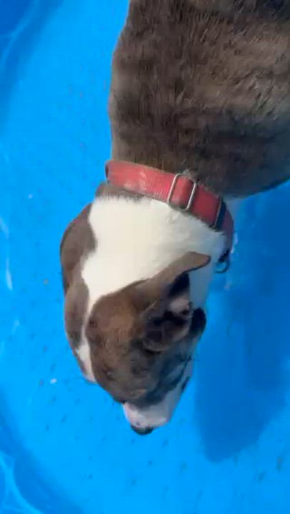 Enlarge BAYOU, a Adoptable mixed breed in Lynn Haven, FL video 3/4