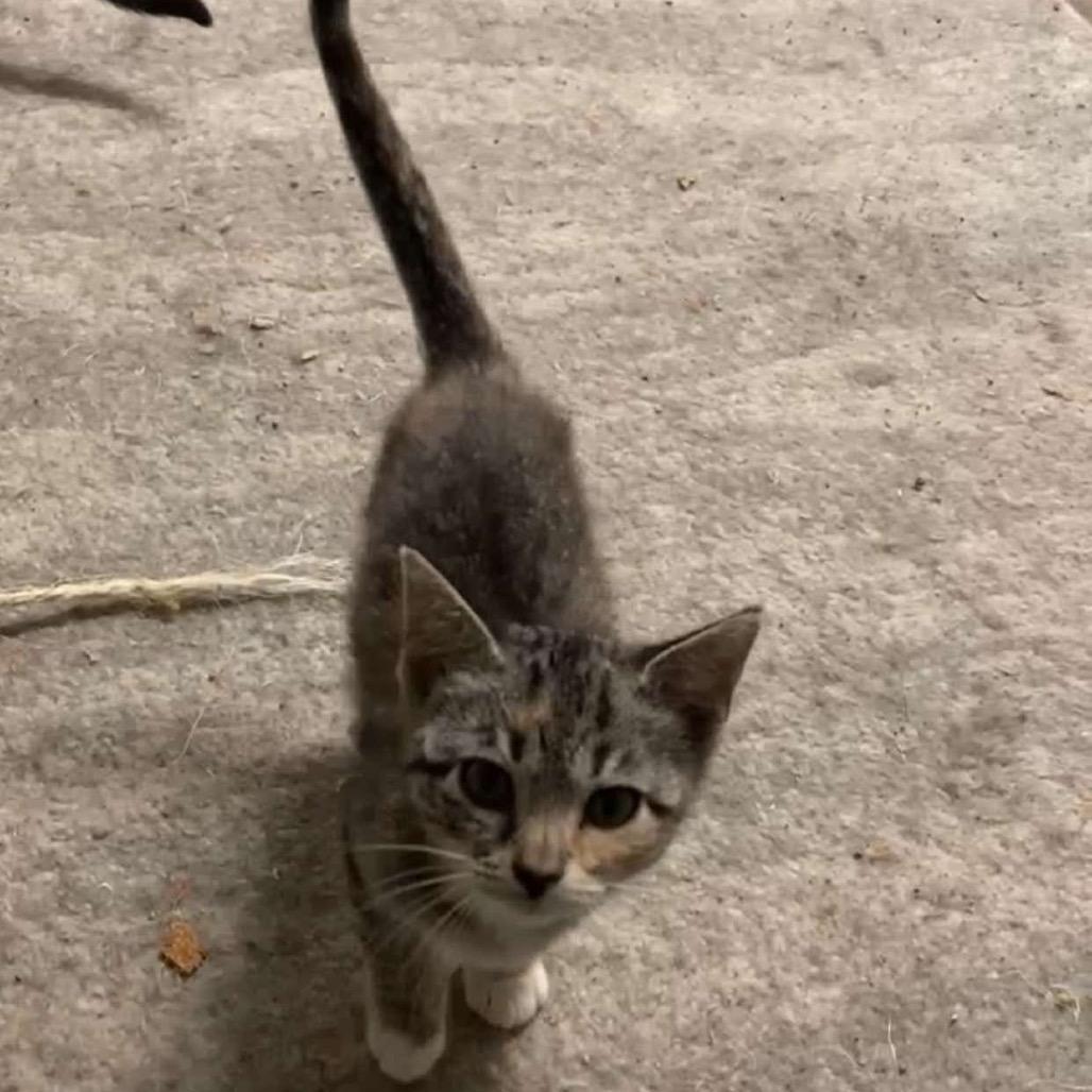 Jane, Adoptable, Young Female Domestic Medium Hair.