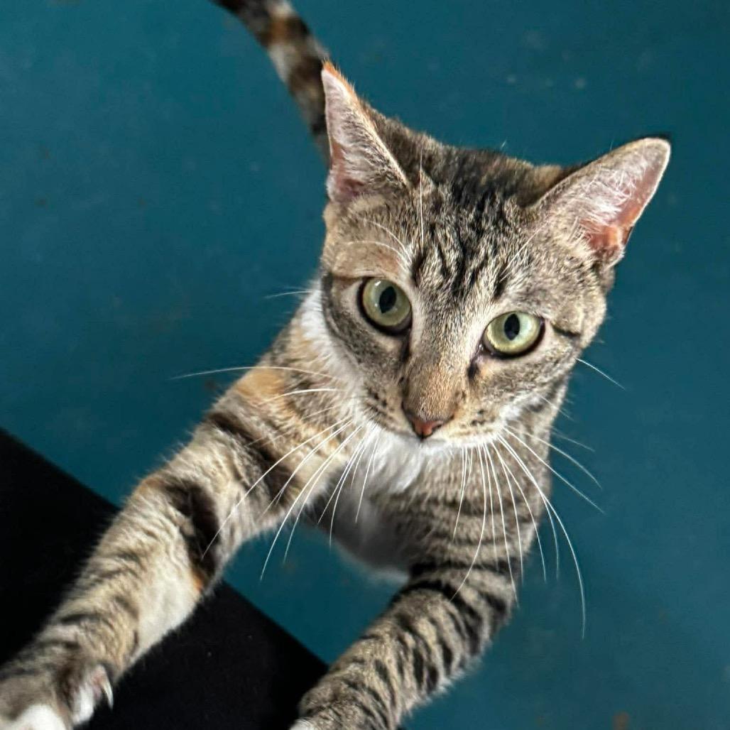 Enlarge Jane, a Adoptable Domestic Medium Hair in Eufaula, AL image 4/5