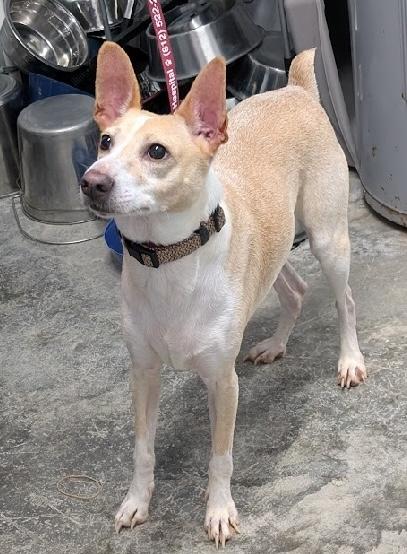 Joker, ADOPTABLE, Adult Male Jack Russell Terrier.