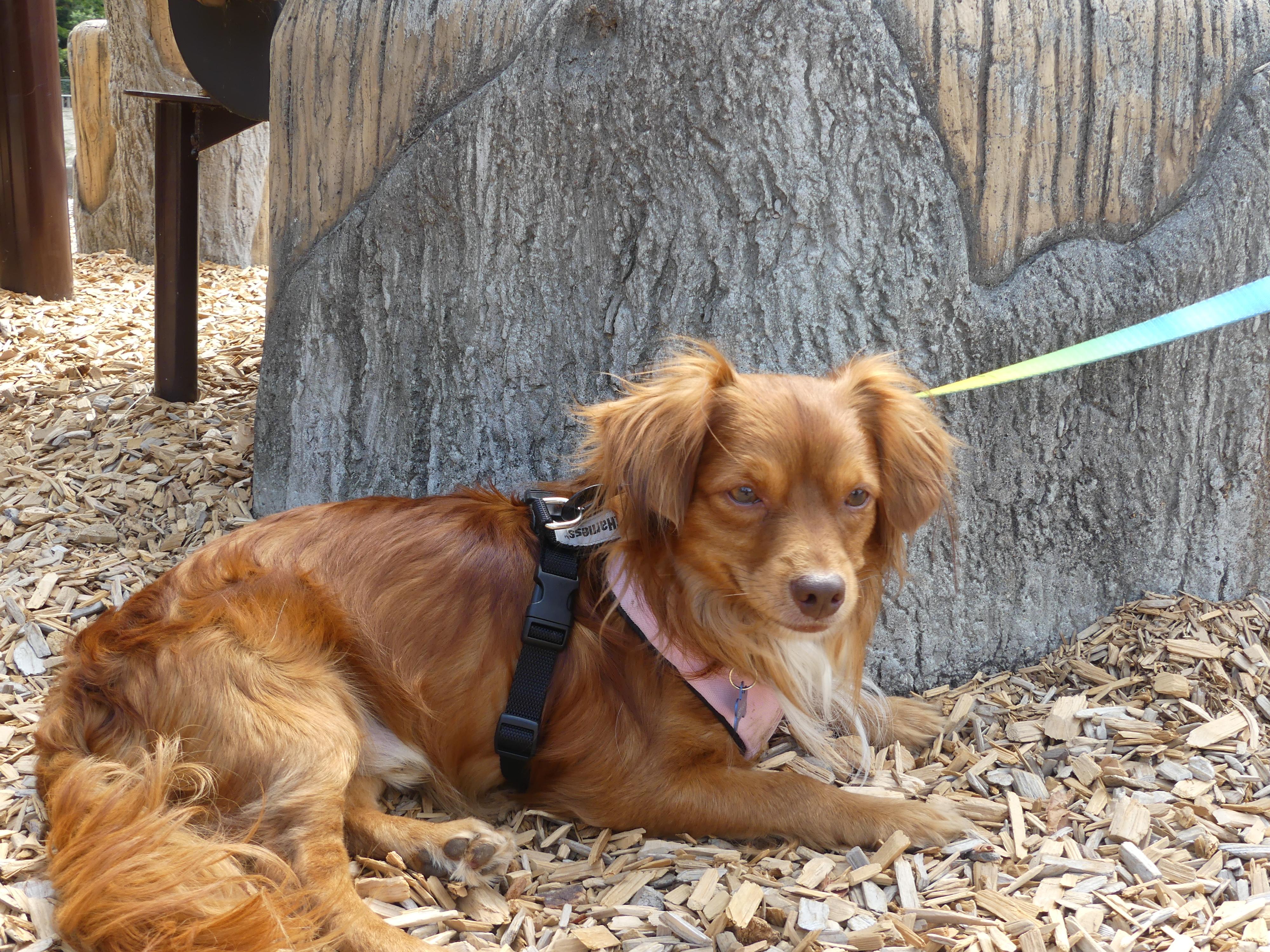 Enlarge Ozzy, a Adoptable mixed breed in Portland, OR image 1/5