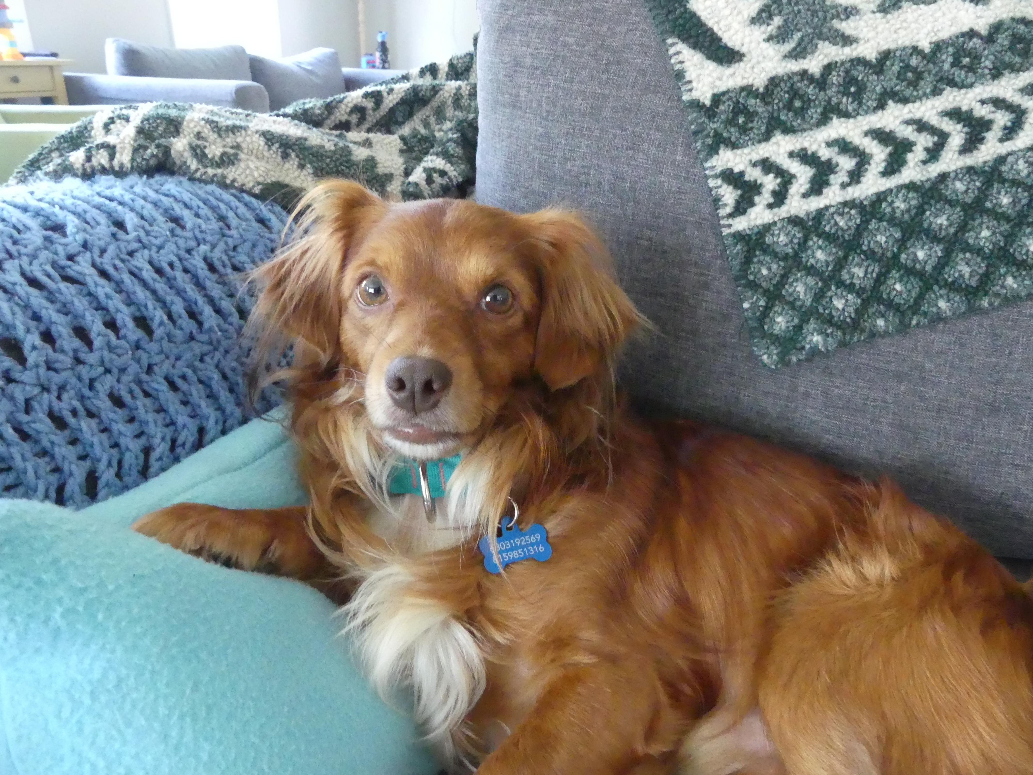 Enlarge Ozzy, a Adoptable mixed breed in Portland, OR image 2/5