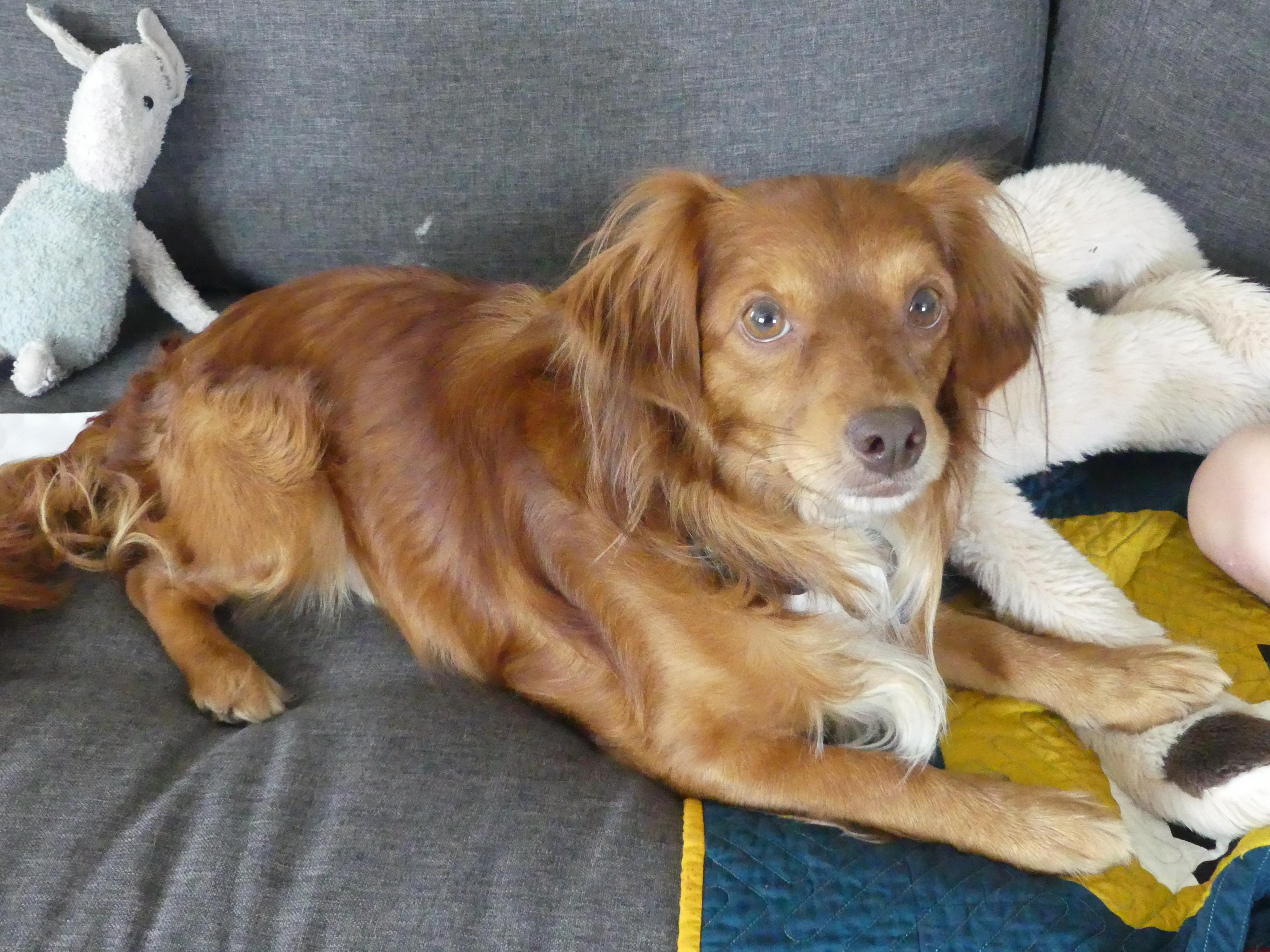 Enlarge Ozzy, a Adoptable mixed breed in Portland, OR image 3/5