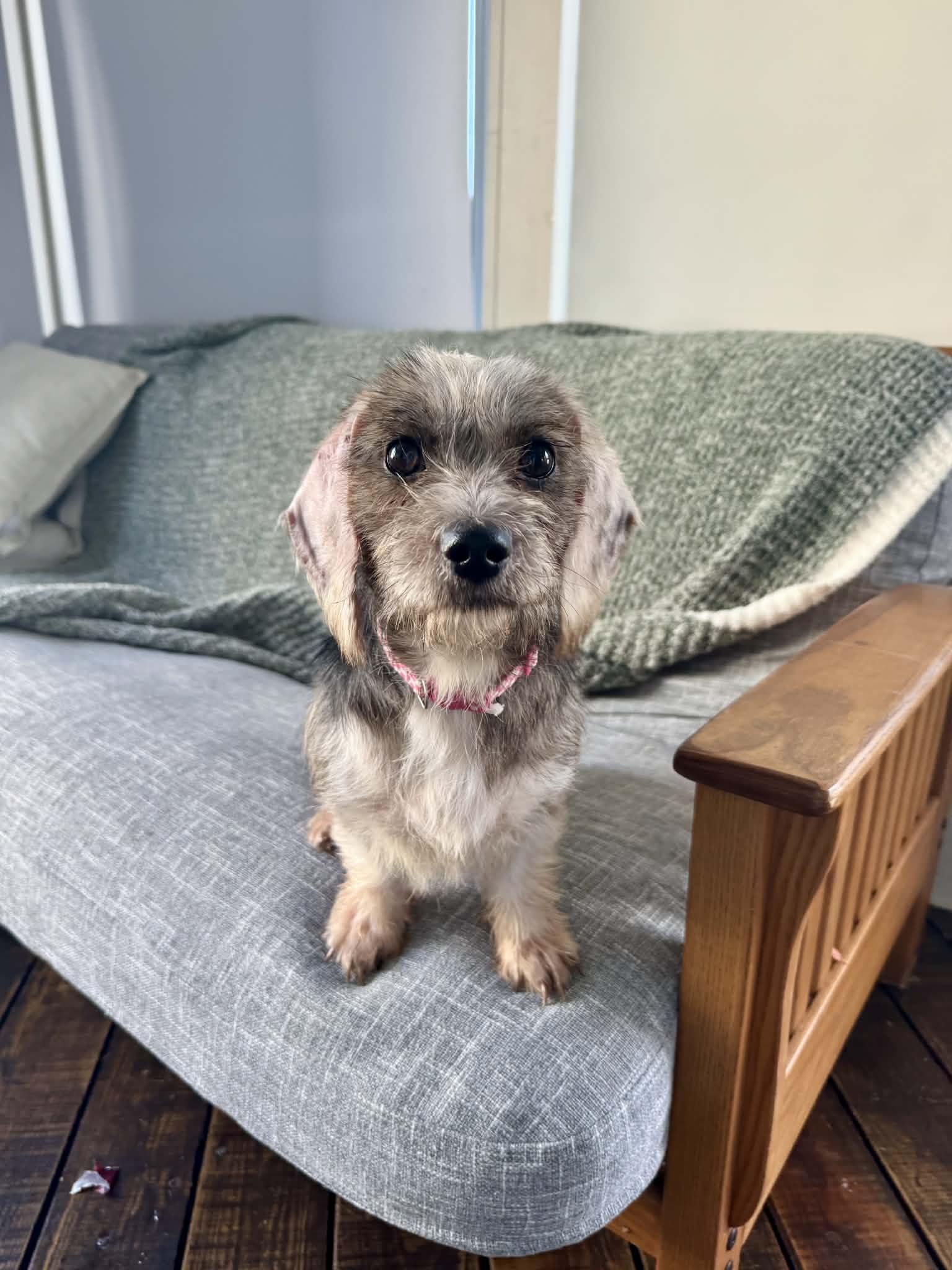 Coconut, a ADOPTABLE mixed breed in Wurtsboro, NY image 1/2