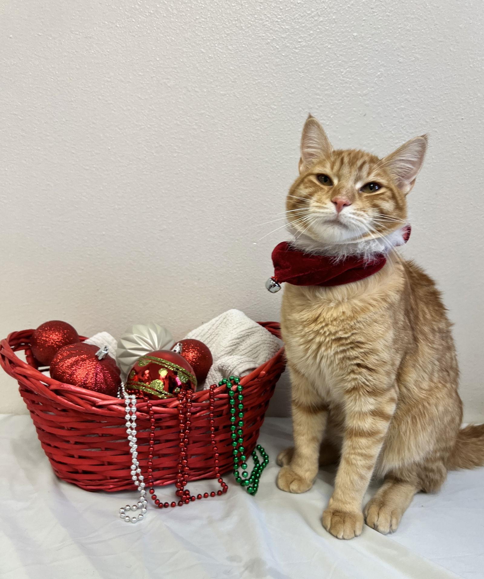 Enlarge Otto Orange, a Adoptable Domestic Short Hair in McKinney, TX image 1/3