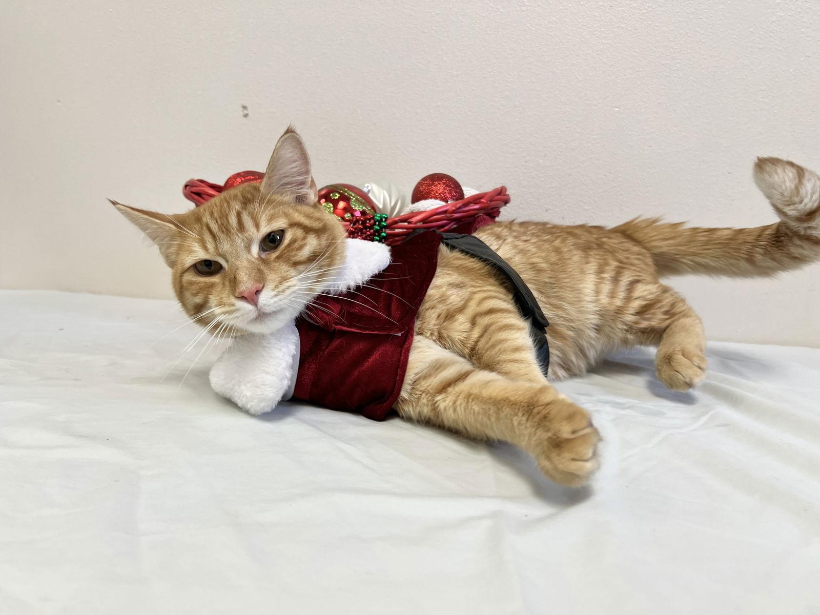 Enlarge Otto Orange, a Adoptable Domestic Short Hair in McKinney, TX image 2/3