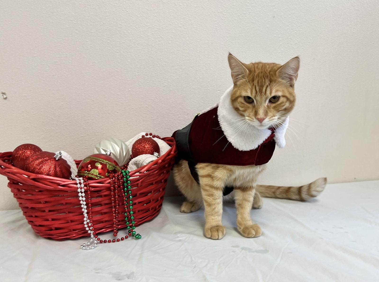 Enlarge Otto Orange, a Adoptable Domestic Short Hair in McKinney, TX image 3/3