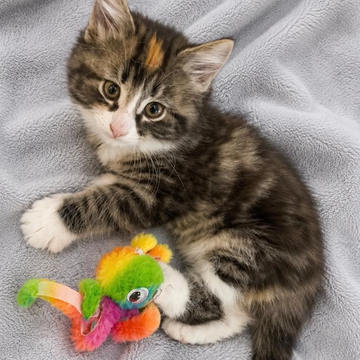 Enlarge Jada, a Adoptable mixed breed in Andover, MN image 2/4
