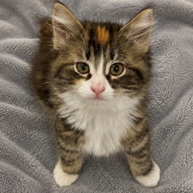 Enlarge Jada, a Adoptable mixed breed in Andover, MN image 1/4