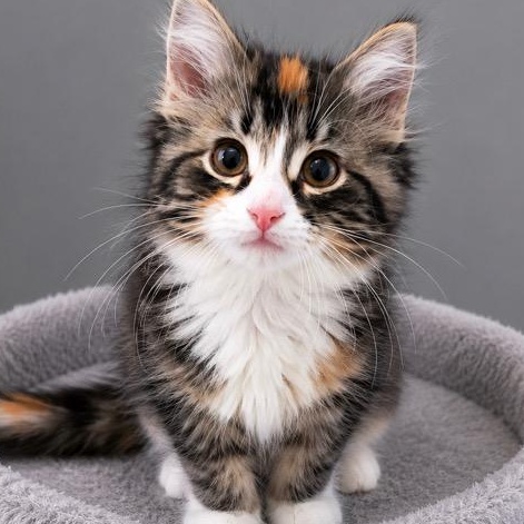 Enlarge Jada, a Adoptable mixed breed in Andover, MN image 3/4