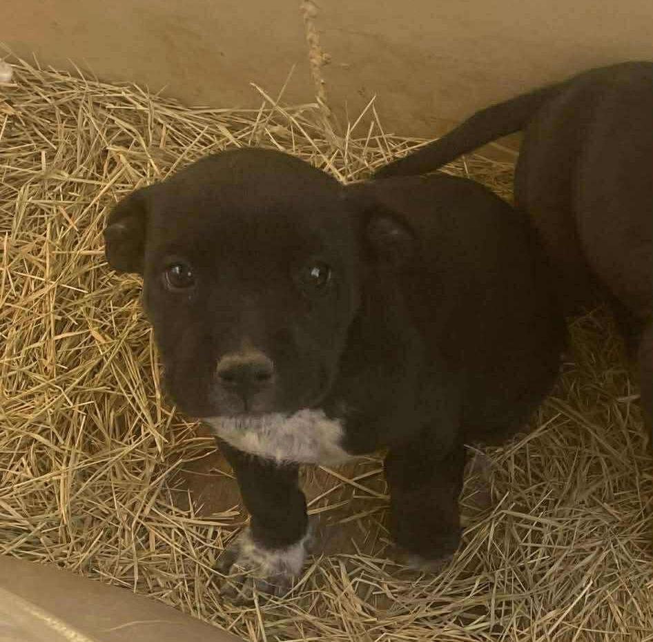 Enlarge Serena, a ADOPTABLE mixed breed in Uxbridge, MA image 1/1