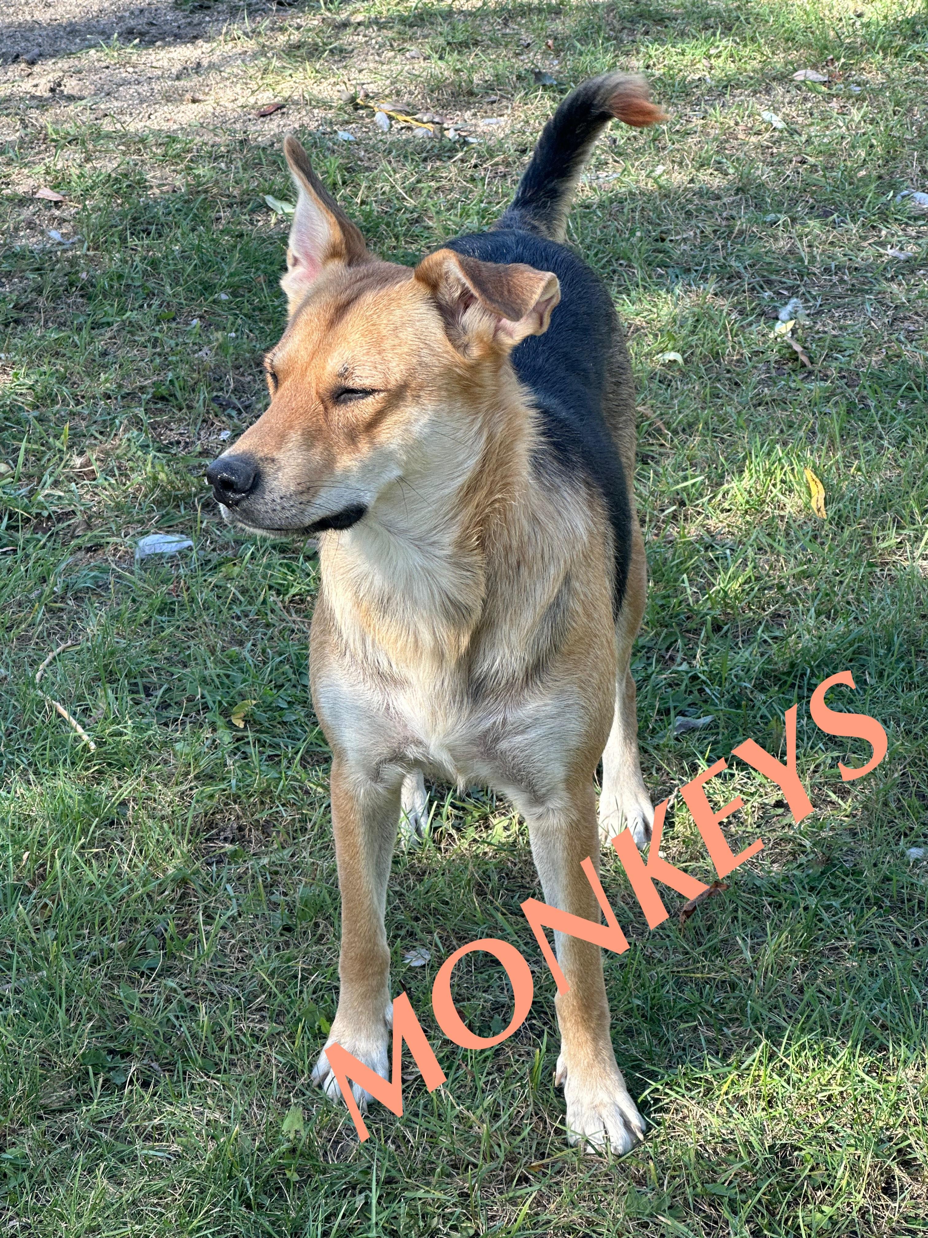 Monkeys, an adoptable German Shepherd Dog in Winnipeg, MB, R2C 3A4 | Photo Image 1
