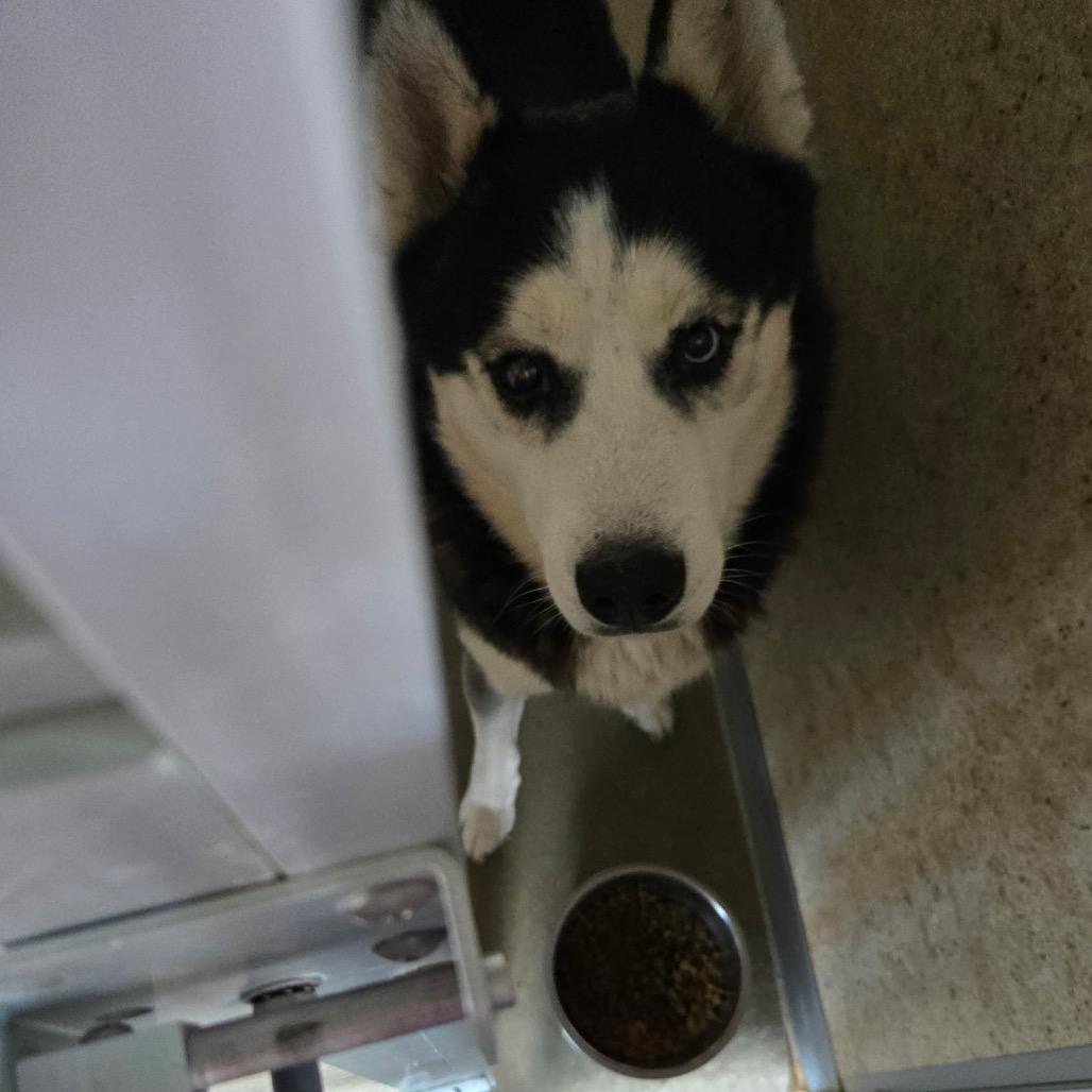 Scarface, Adoptable, Adult Male Husky.