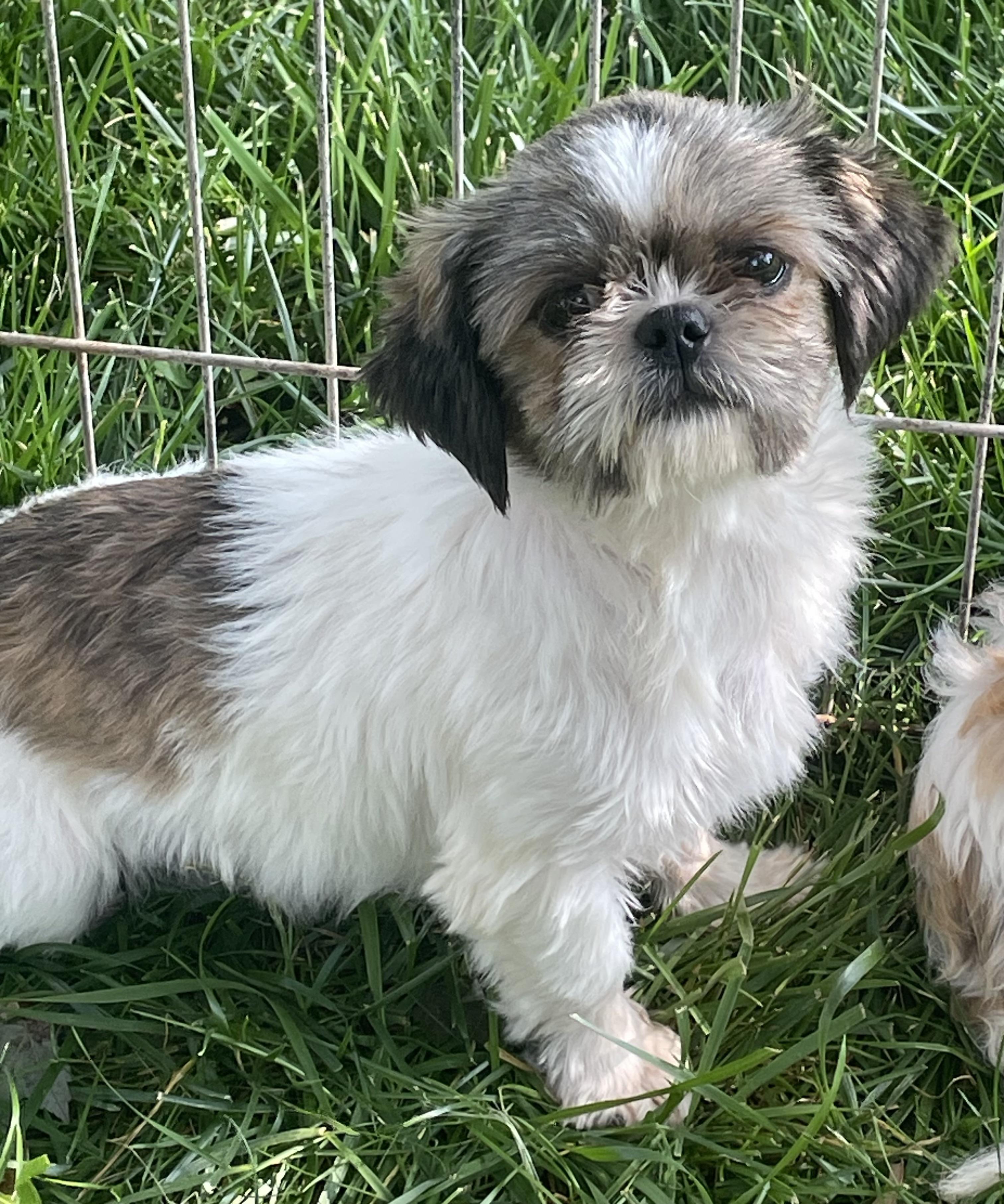 Gracie, a ADOPTABLE Shih Tzu in Overland Park, KS image 2/2