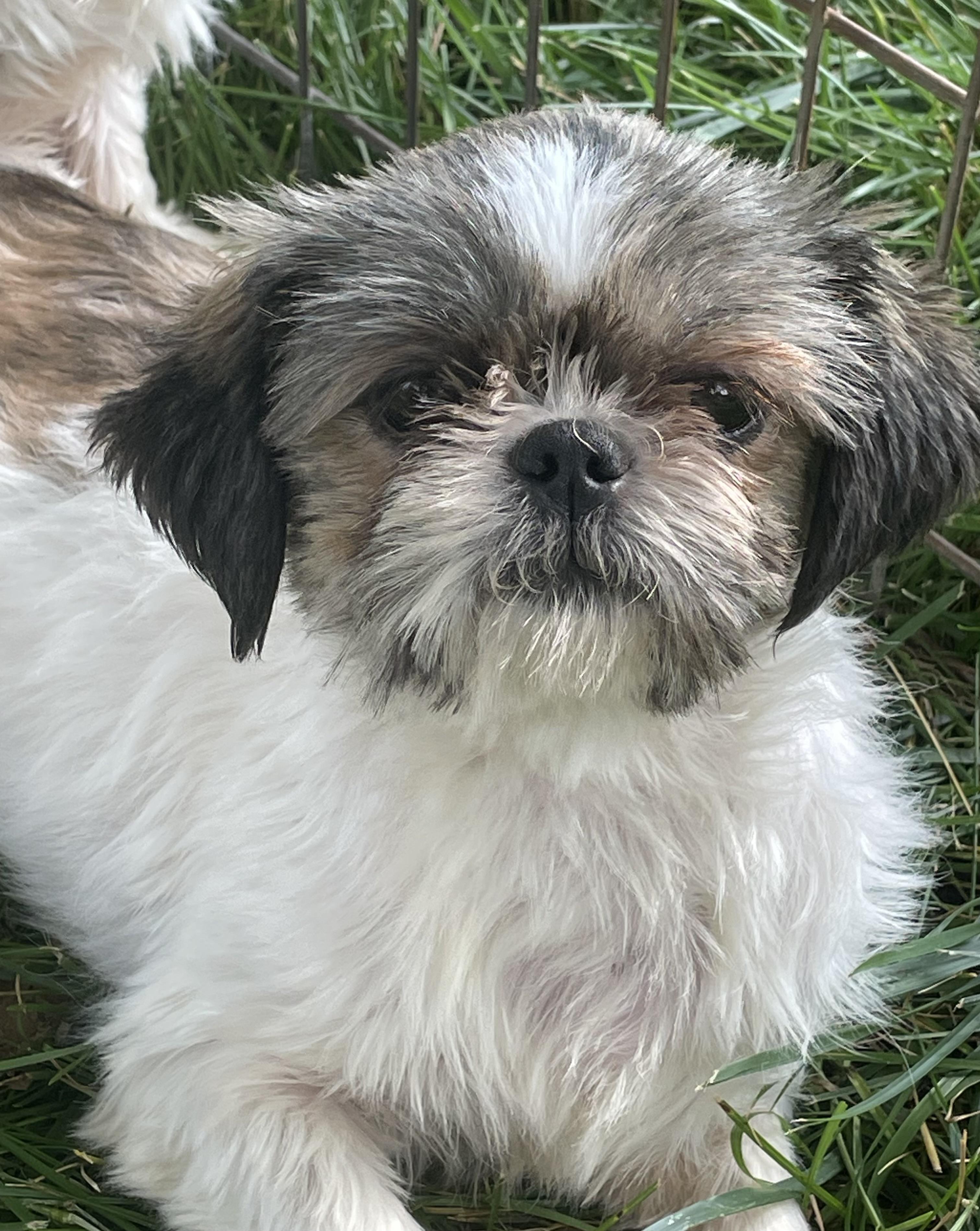 Gracie, a ADOPTABLE Shih Tzu in Overland Park, KS image 1/2