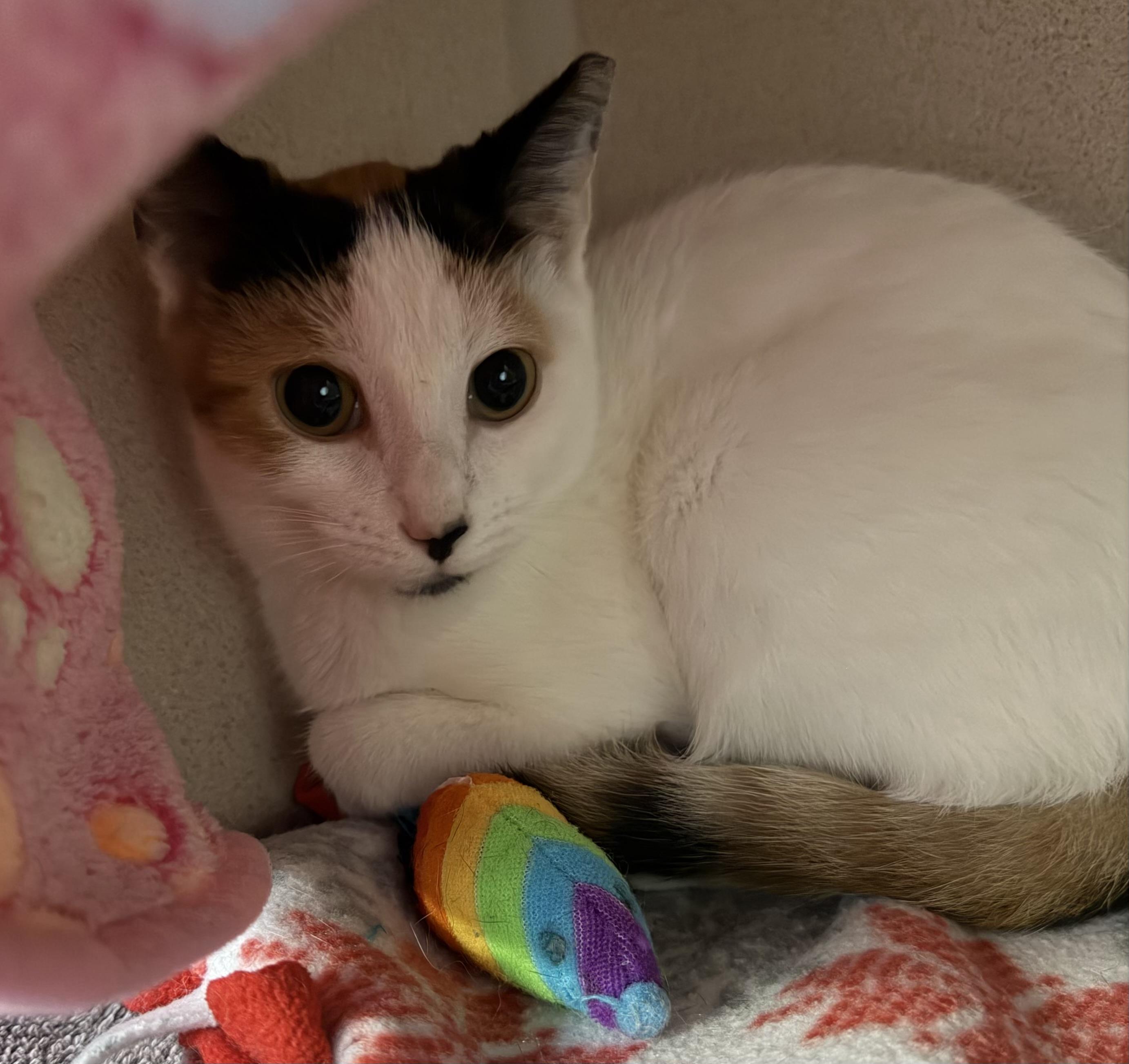 Enlarge Italia, an adoptable mixed breed in Salem, NH image 2/3