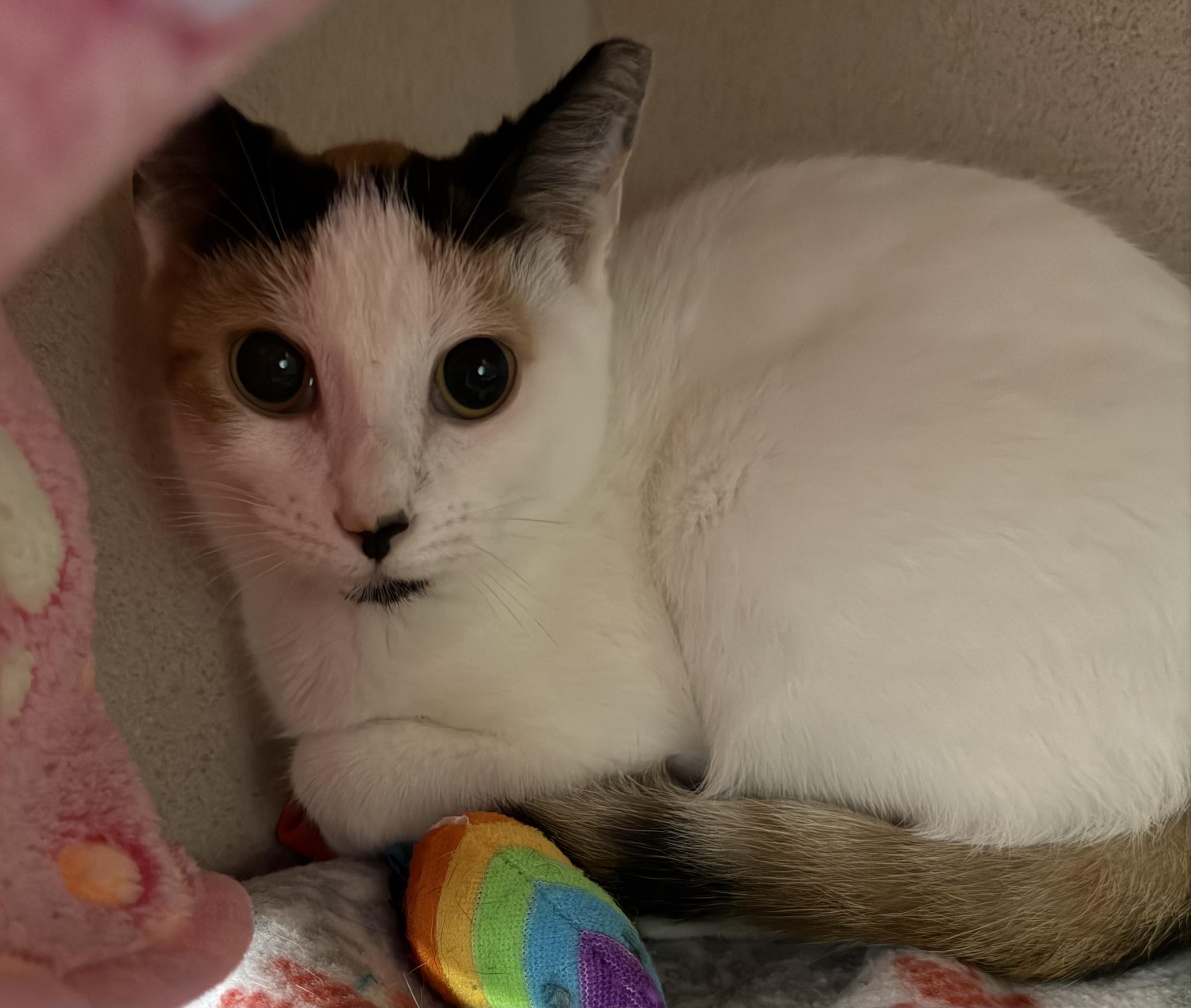 Enlarge Italia, an adoptable mixed breed in Salem, NH image 1/3