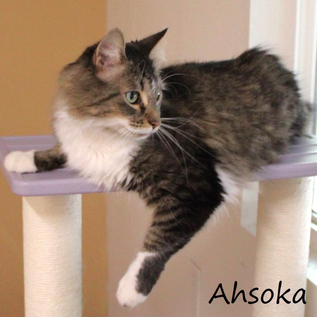 Ahsoka, Adoptable, Adult Female Domestic Medium Hair.