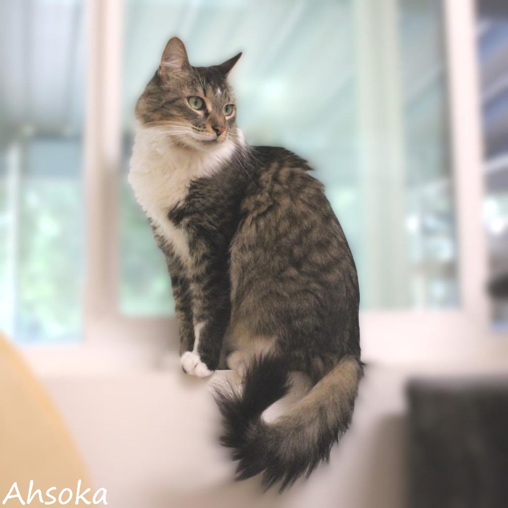 Enlarge Ahsoka, a Adoptable Domestic Medium Hair in Yucaipa, CA image 1/5