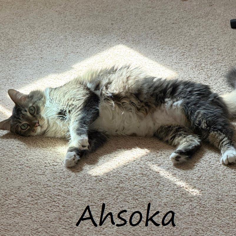 Ahsoka, Adoptable, Adult Female Domestic Medium Hair.