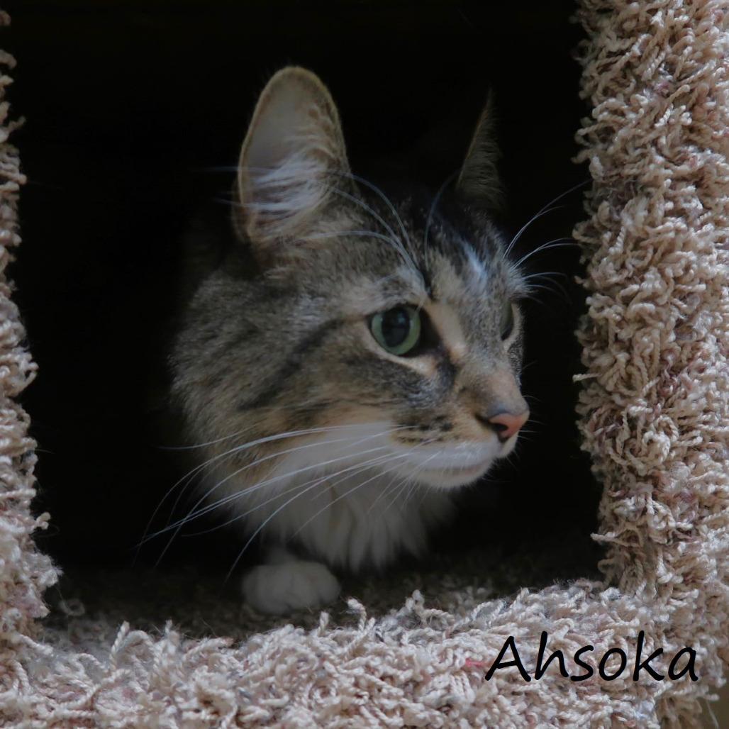 Enlarge Ahsoka, a Adoptable Domestic Medium Hair in Yucaipa, CA image 2/5