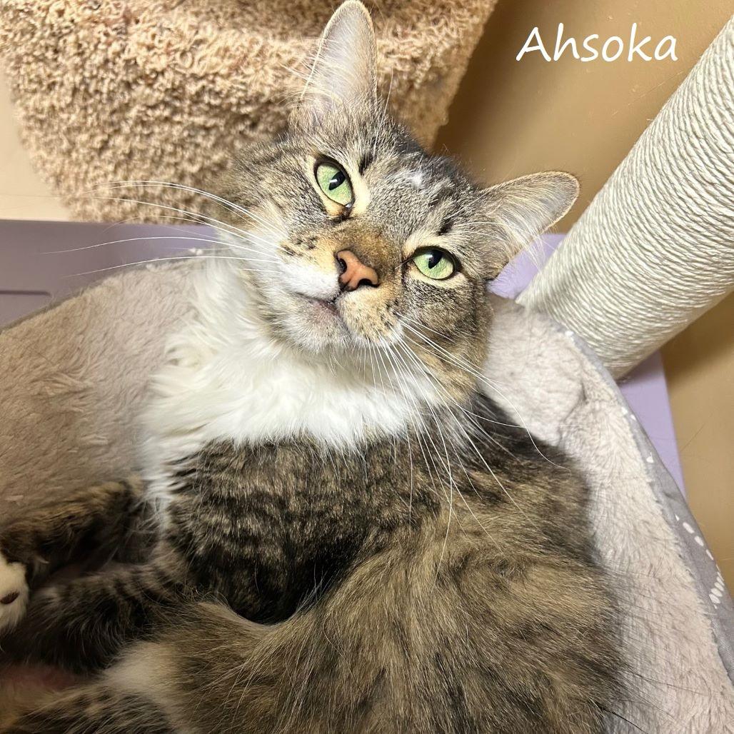 Enlarge Ahsoka, a Adoptable Domestic Medium Hair in Yucaipa, CA image 2/5