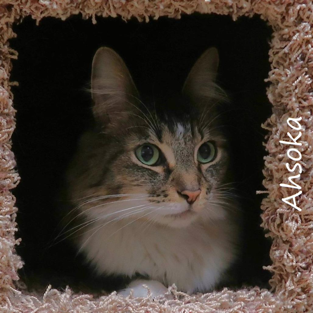 Enlarge Ahsoka, a Adoptable Domestic Medium Hair in Yucaipa, CA image 3/5
