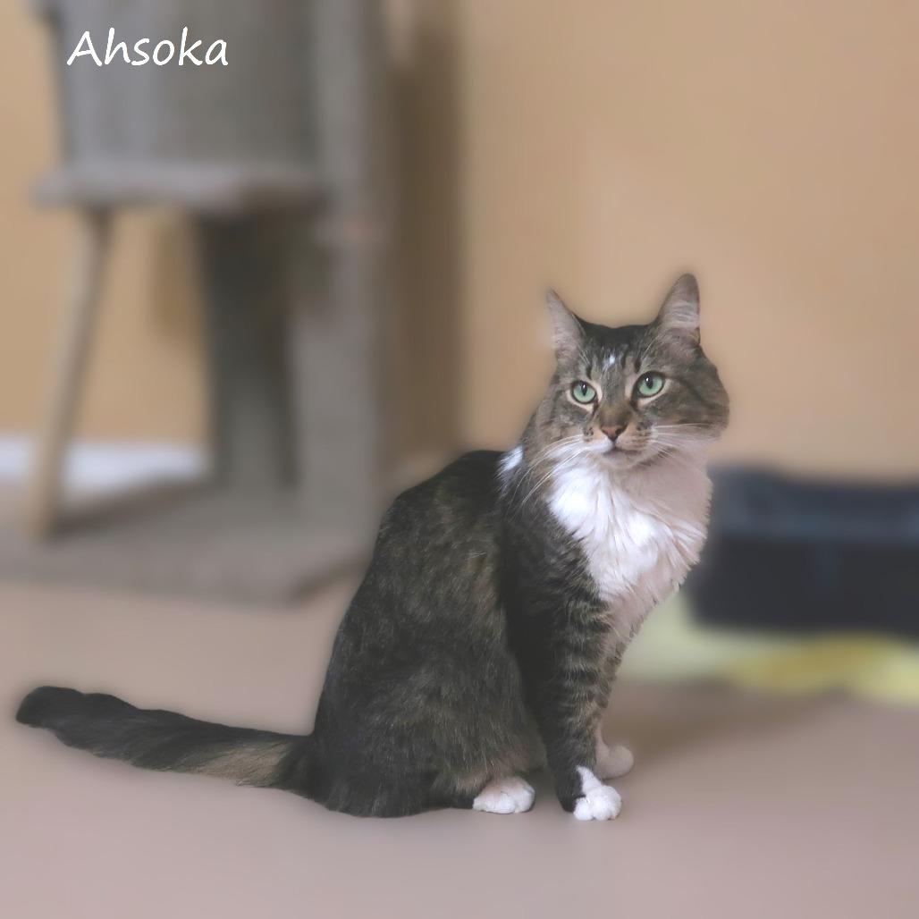 Enlarge Ahsoka, a Adoptable Domestic Medium Hair in Yucaipa, CA image 4/5