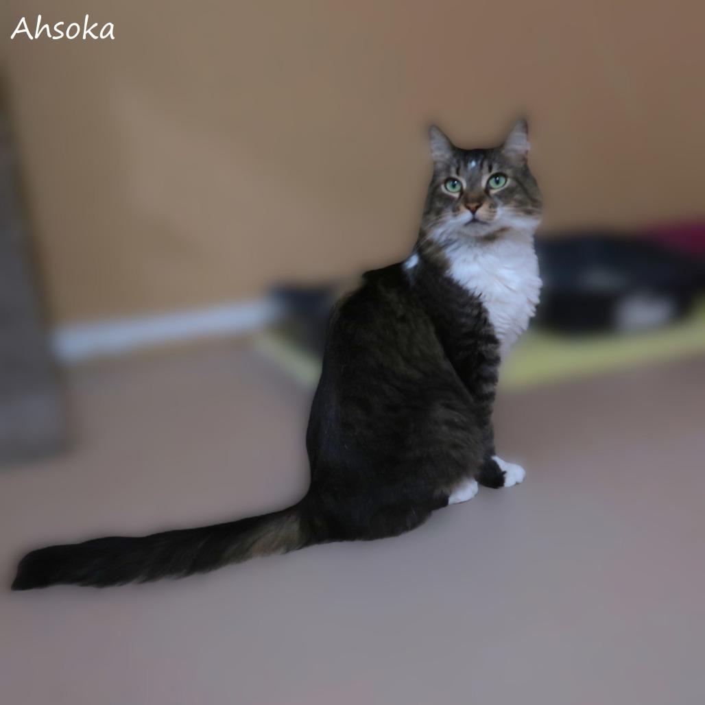 Enlarge Ahsoka, a Adoptable Domestic Medium Hair in Yucaipa, CA image 4/5