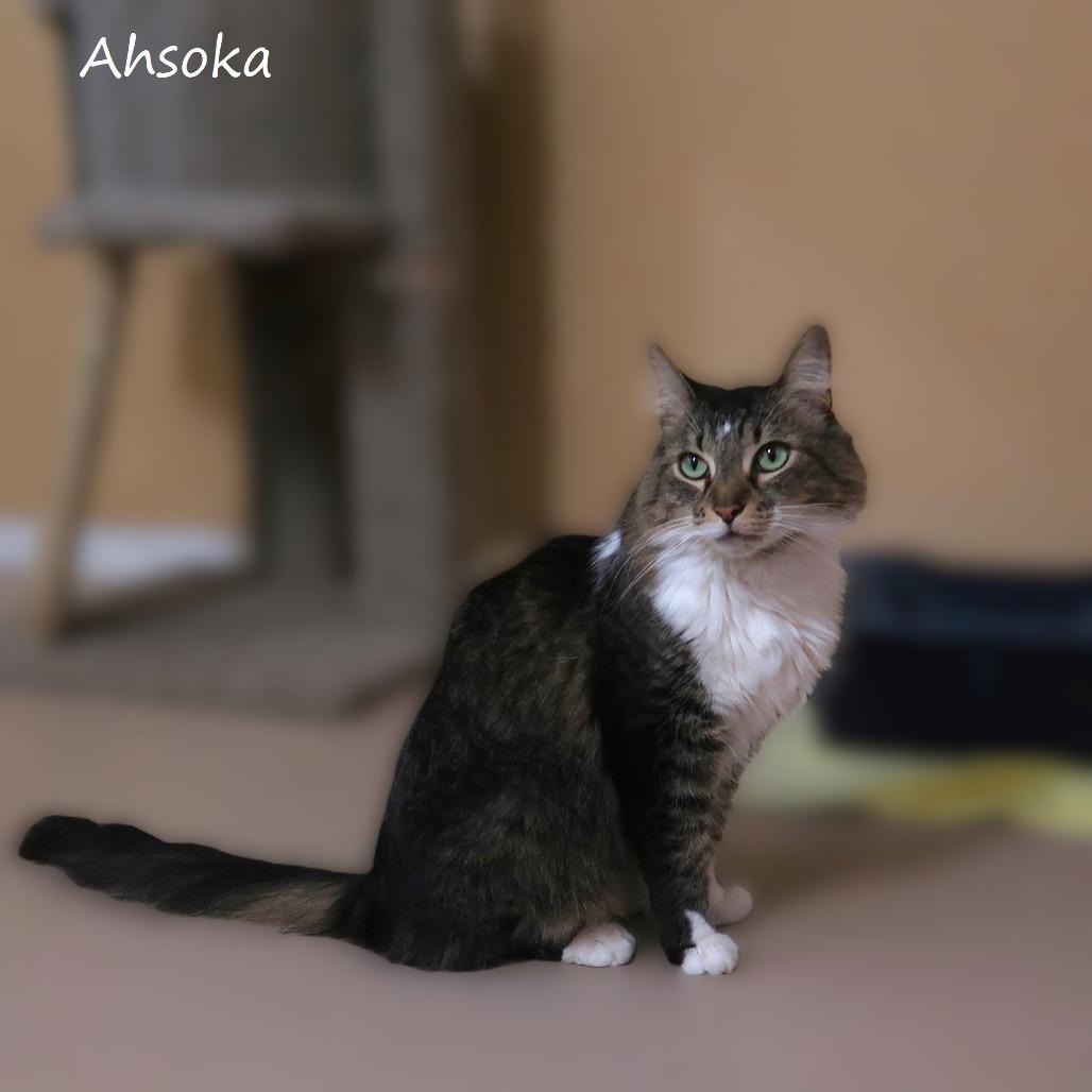 Enlarge Ahsoka, a Adoptable Domestic Medium Hair in Yucaipa, CA image 5/5