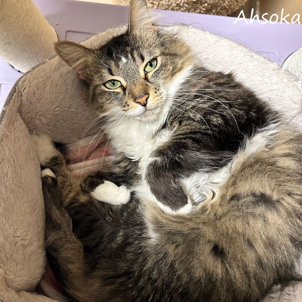 Enlarge Ahsoka, a Adoptable Domestic Medium Hair in Yucaipa, CA image 5/5