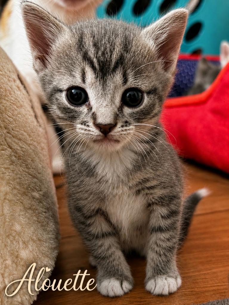 Alouette, a Adoptable Domestic Short Hair in East Ridge, TN image 1/3