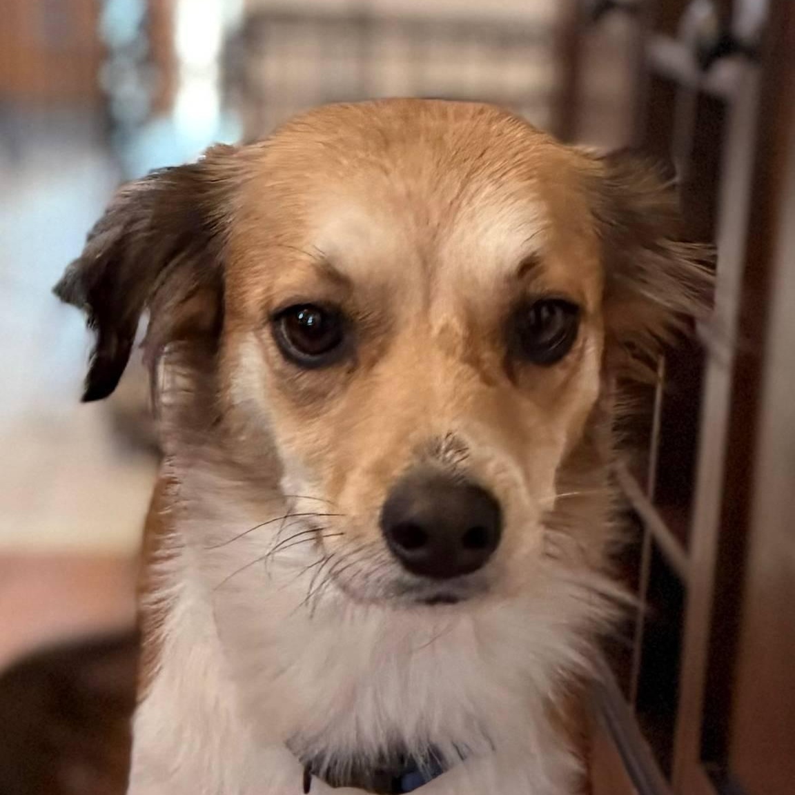 Luna, an adopted Mixed Breed in Albany, NY image 6/6