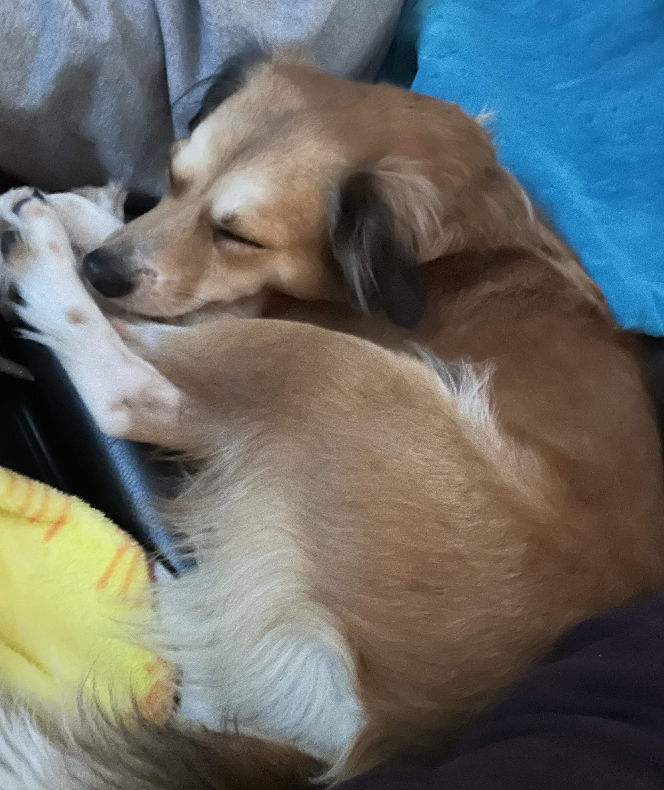 Luna, an adopted Mixed Breed in Albany, NY image 3/6