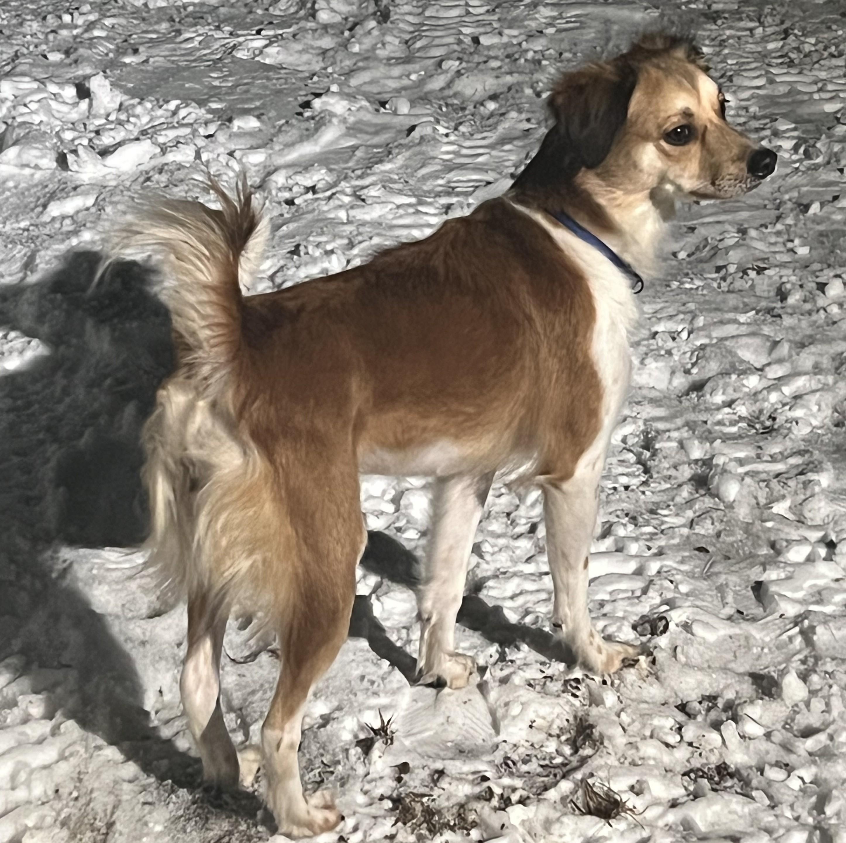 Luna, an adopted Mixed Breed in Albany, NY image 2/6