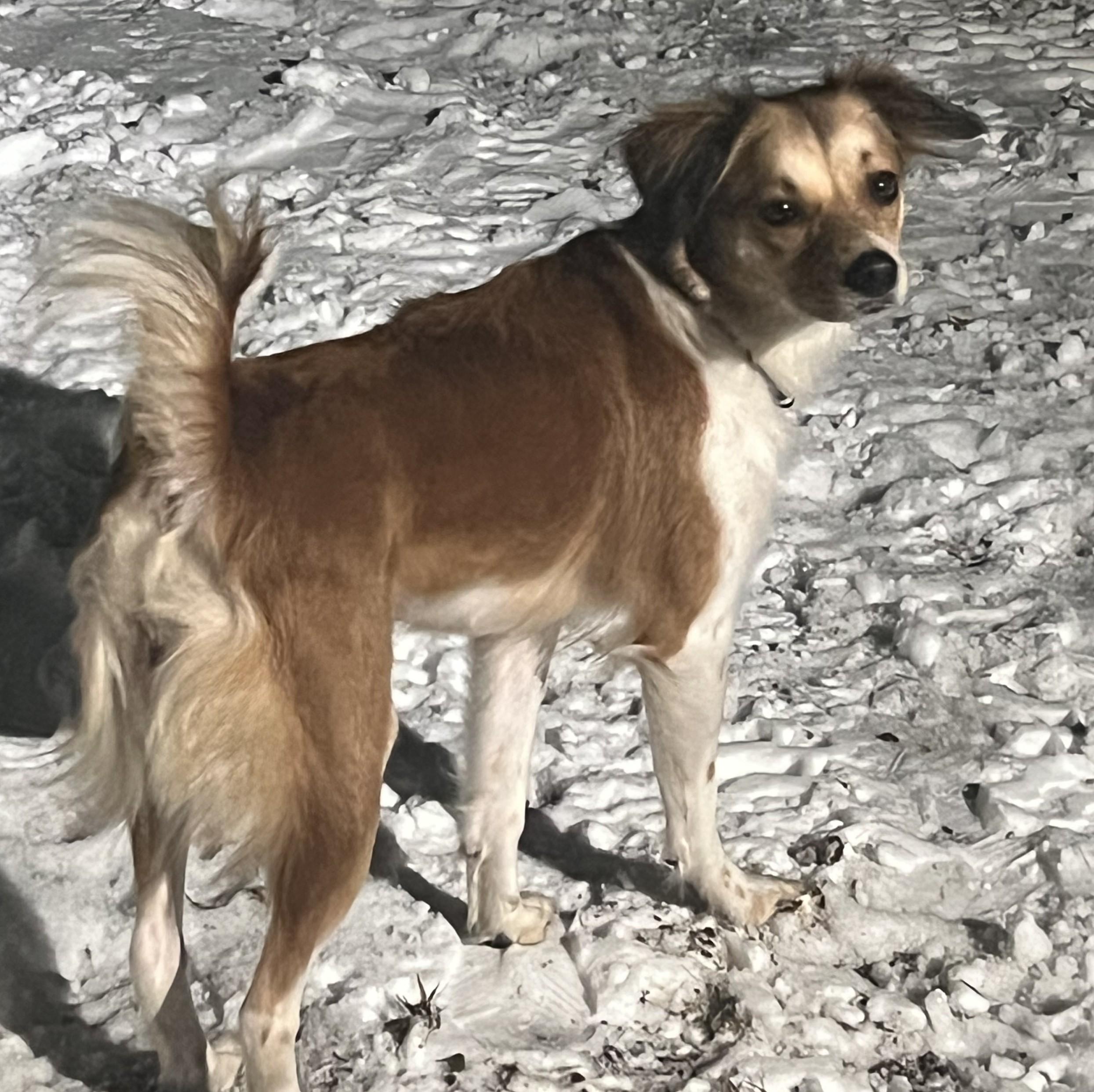 Luna, an adopted Mixed Breed in Albany, NY image 1/6