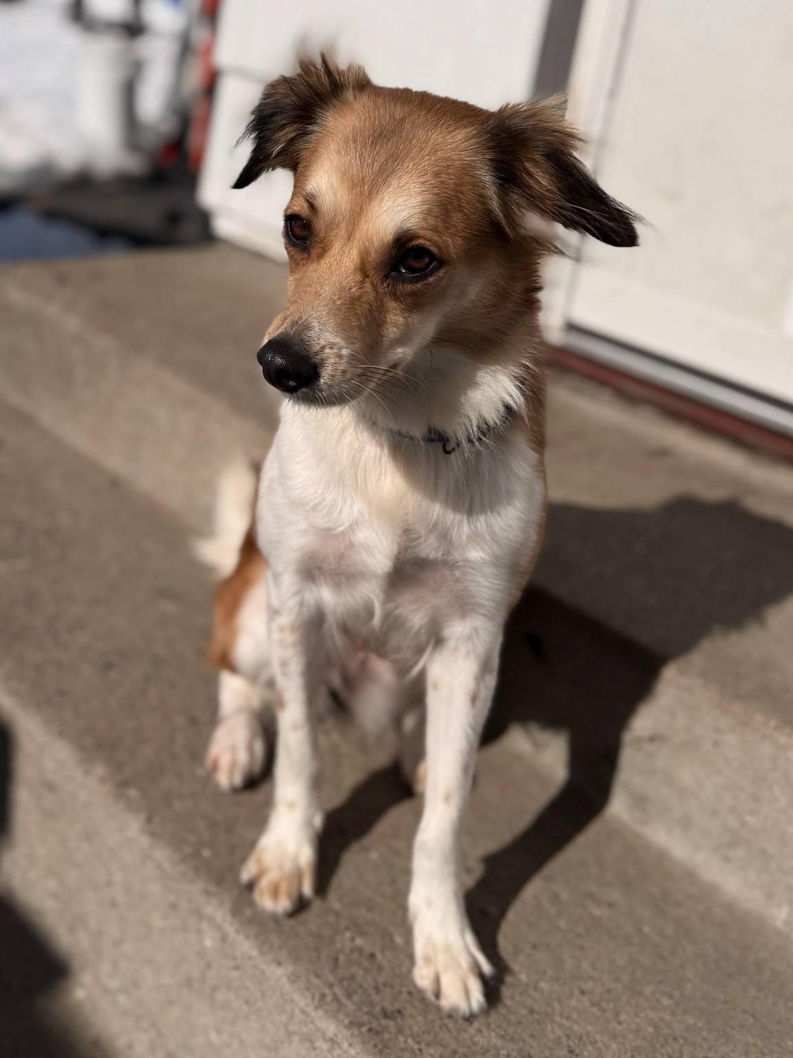 Luna, an adopted Mixed Breed in Albany, NY image 5/6