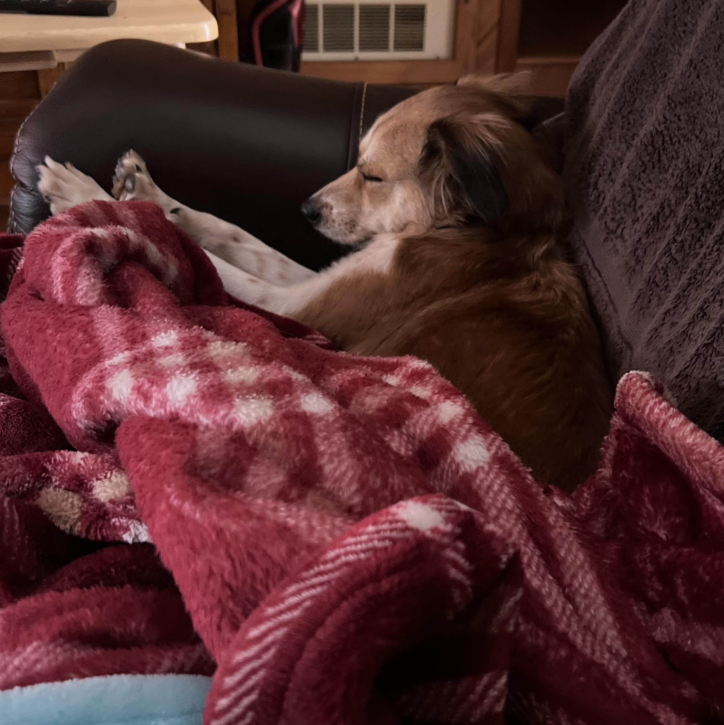 Luna, an adopted Mixed Breed in Albany, NY image 4/6