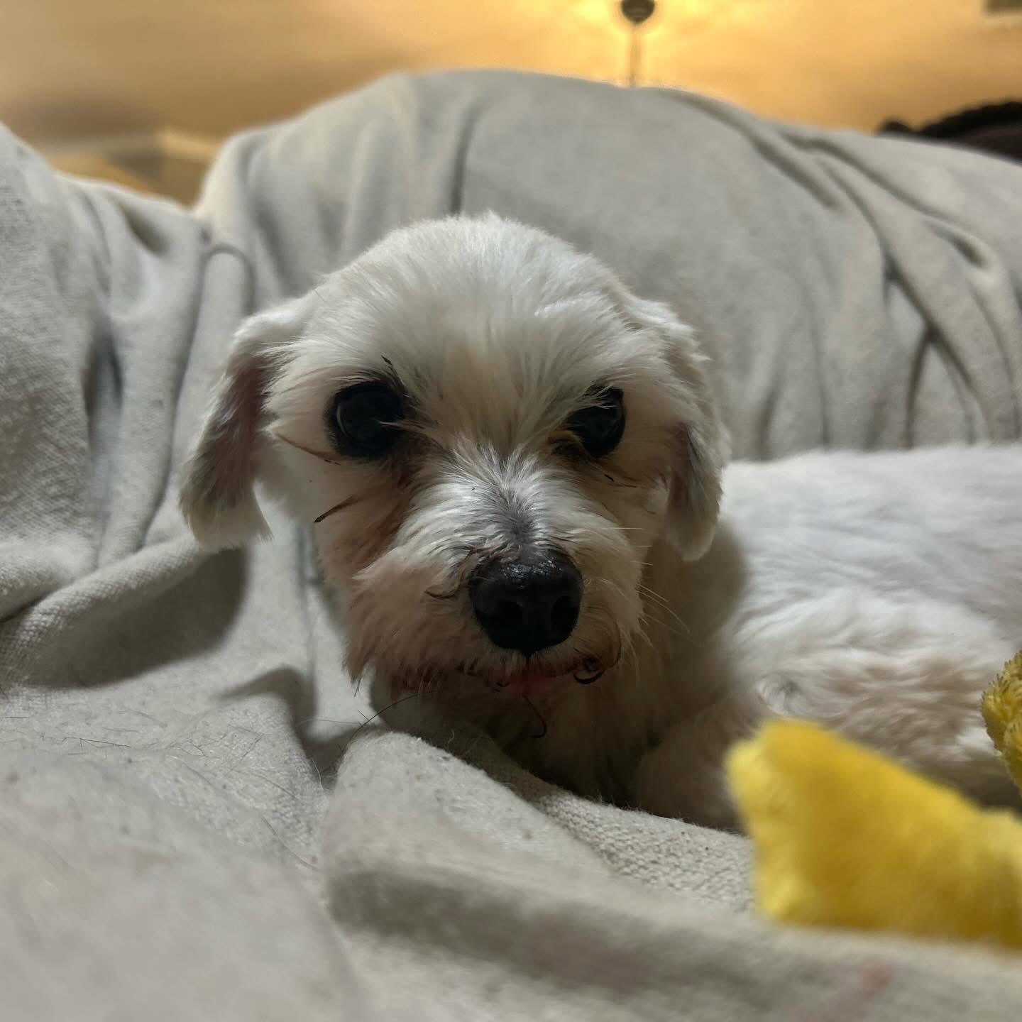 Enlarge Cheeto, a ADOPTABLE mixed breed in Hatfield, PA image 5/5